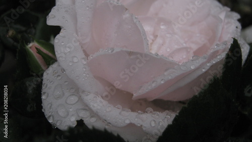 dew