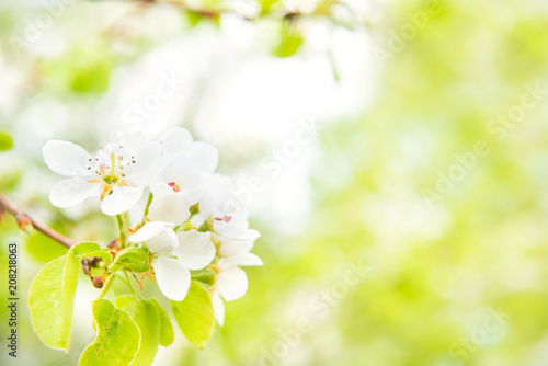 Blossom pear tree in white flowers and green background