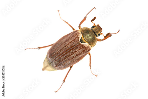 May bug or cockchafer (Melolontha melolontha) isolated on white background - macro shot of big beetle © Pavlo Vakhrushev