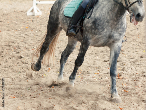 Learning Horseback Riding. Instructor teaches teen Equestrian.
