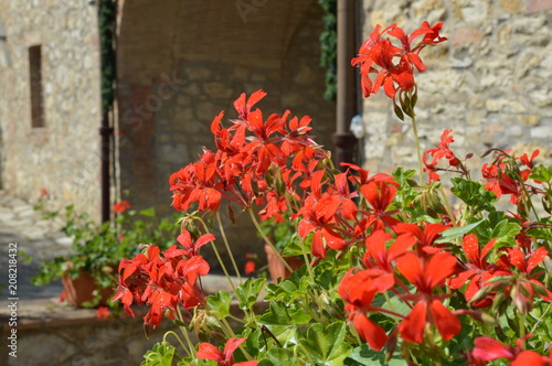 Tuscan Flowers In Full Bloom