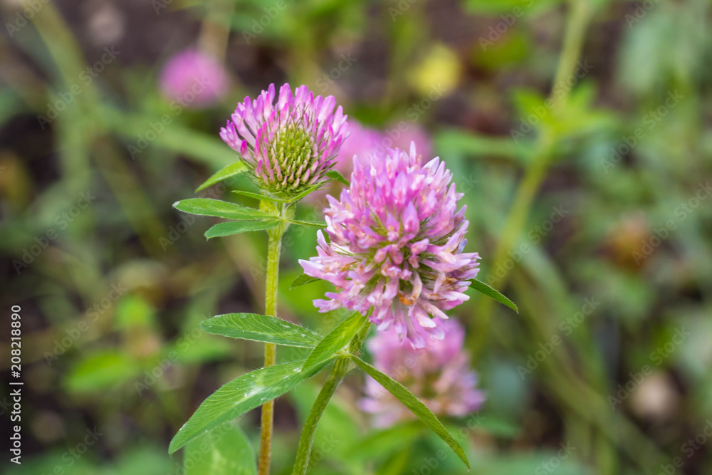 flower of a pink clover grows in the field with a green grass flower of a pink clover grows in the field with a green grass