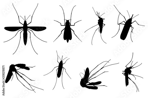 Set of different mosquitoes isolated on white photo