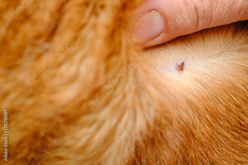 Big tick walk on dog hair.