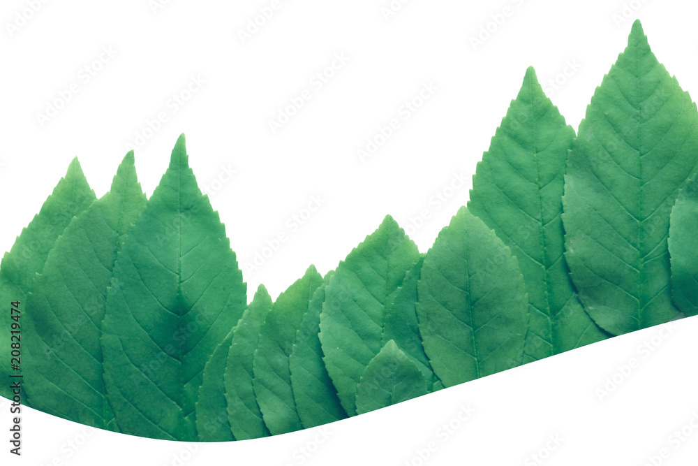 Obraz Forest treeline made of green leaves on bright background isolated white
