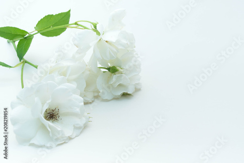 White Rose © andreymuravin