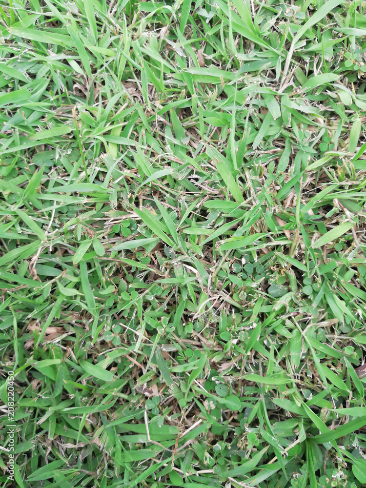 Abstract and texture of green grass background Abstract and texture of green grass background
