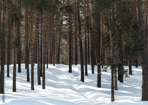 winter pine forest 