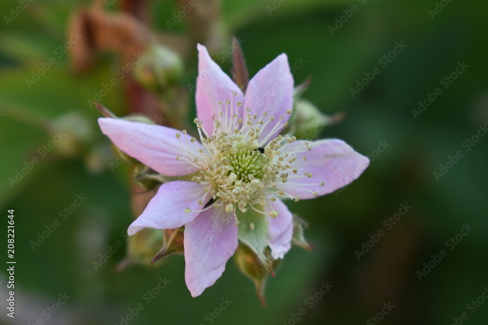 Obraz premium Brombeer Blüte