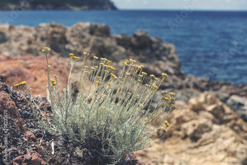 Blume am Meer
