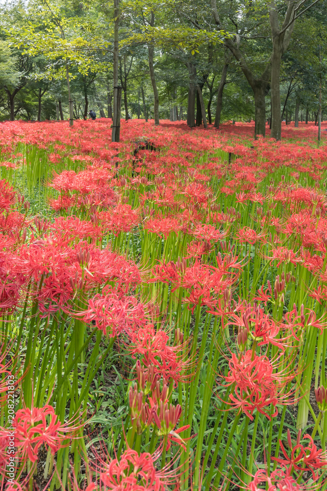 Close - up Red spider lily in autumn Close - up Red spider lily in autumn