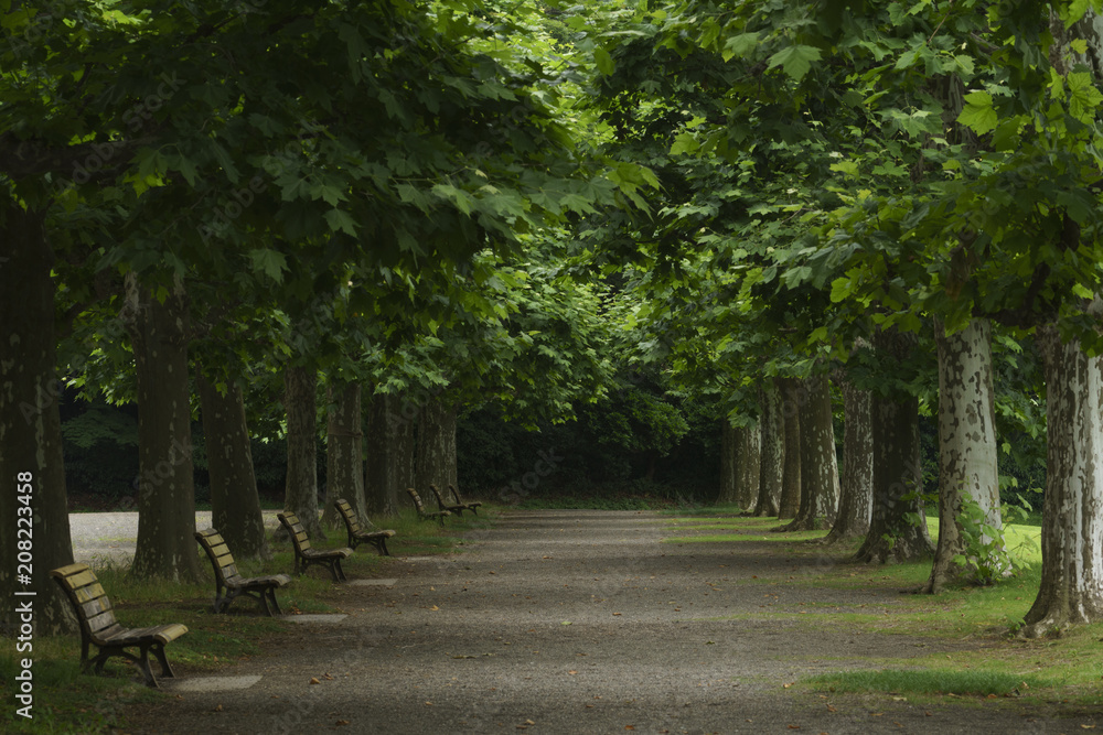 An avenue of sycamore trees with park benches in the shade