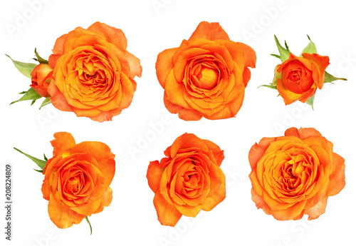 Set of orange rose flower and leaves