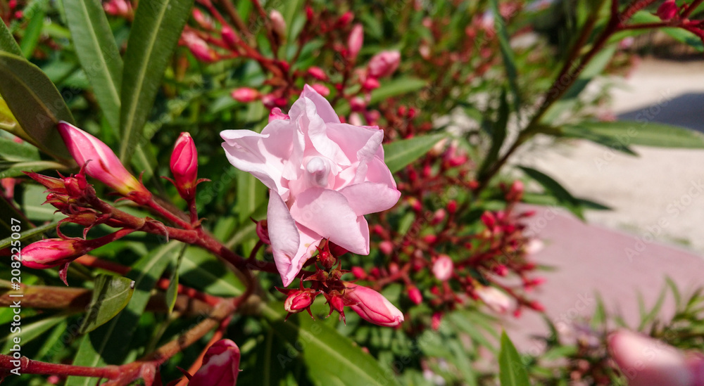 Pretty pink oleander flower on a bush