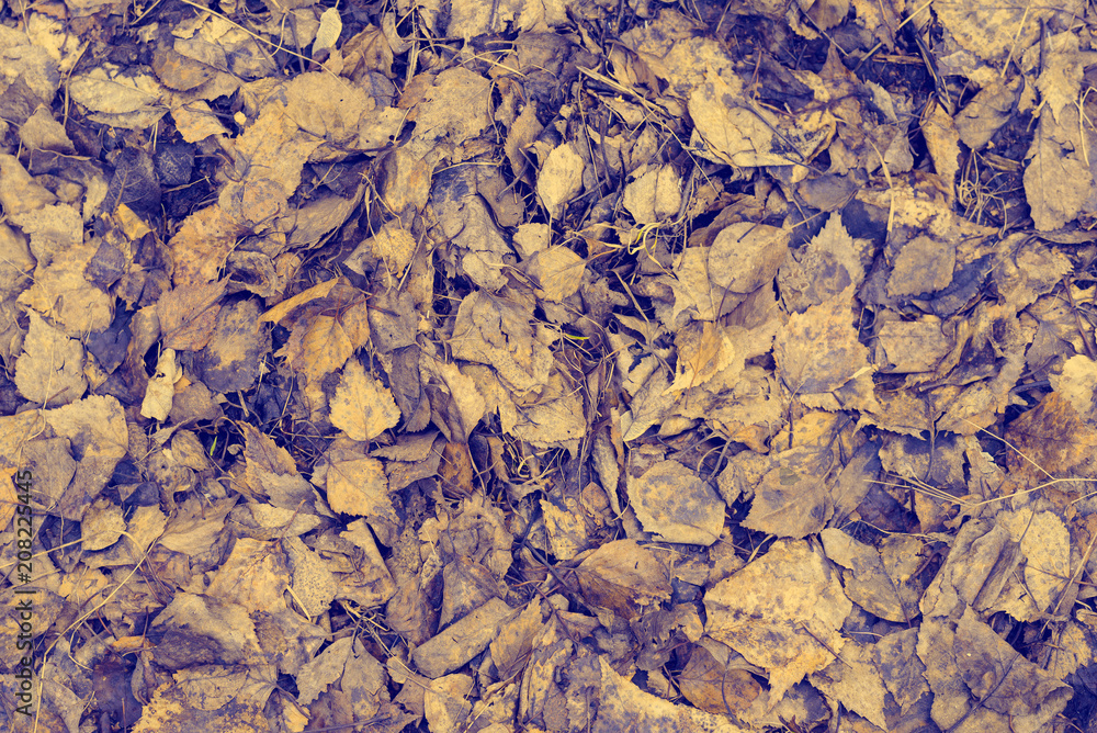 Abstract texture of a dry fallen leaves of the birch