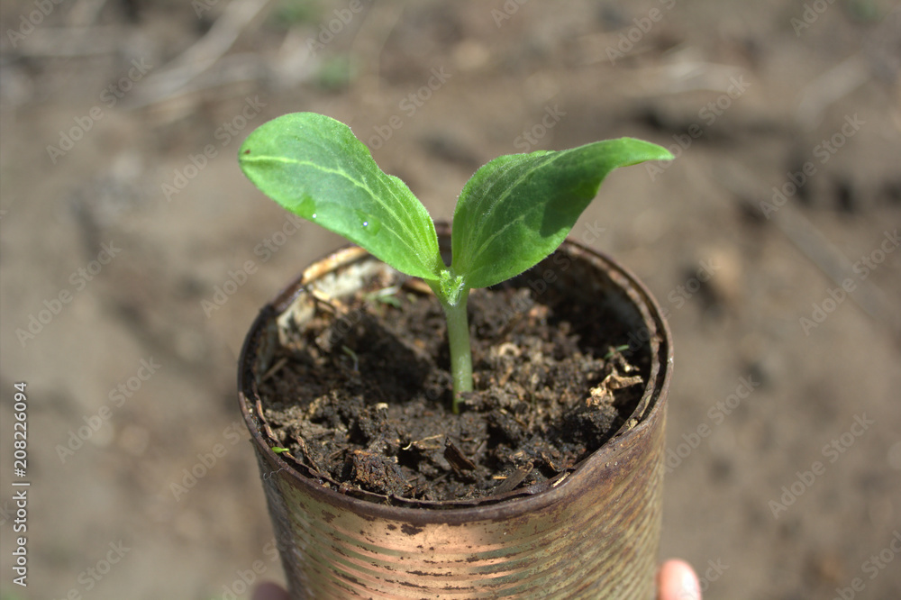 sprout in a pot