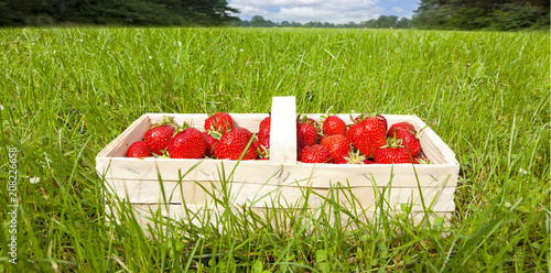 Erdbeeren im Korb