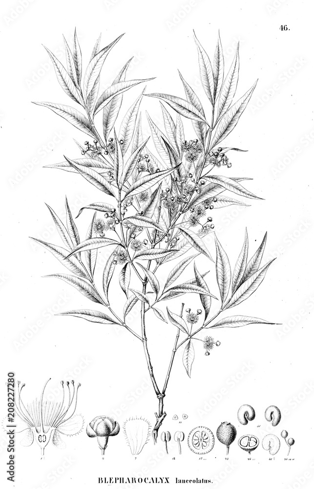Illustration of plant Illustration of plant