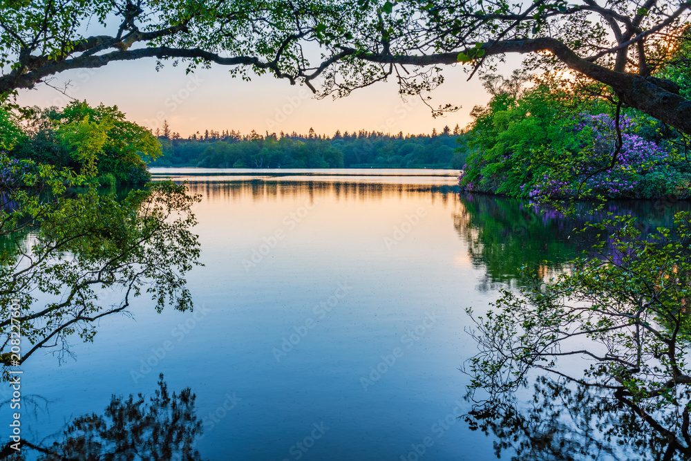 Bolam Lake Framed by Trees / Bolam Lake Country Park is located in the beautiful Northumberland countryside, it is surrounded by woodland seen here in early summer