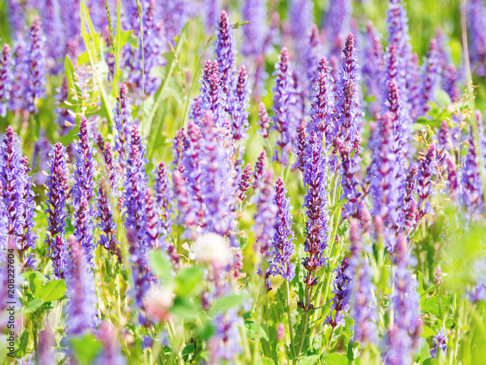 Natural summer background with blooming Woodland Sage (Balkan clary, Salvia nemorosa). Russia. Natural summer background with blooming Woodland Sage (Balkan clary, Salvia nemorosa). Russia.