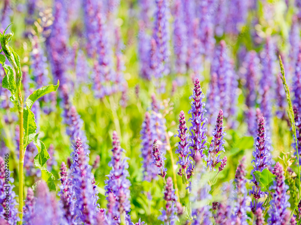 Natural summer background with blooming Woodland Sage (Balkan clary, Salvia nemorosa). Russia.
