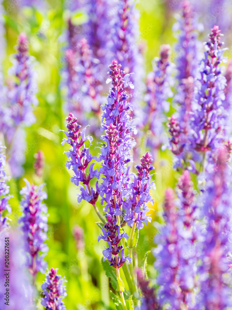 Obraz premium Natural summer background with blooming Woodland Sage (Balkan clary, Salvia nemorosa). Russia.
