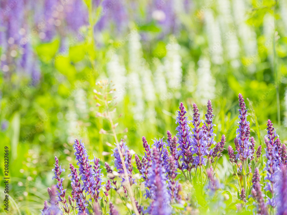 Obraz premium Natural summer background with blooming Woodland Sage (Balkan clary, Salvia nemorosa). Russia.