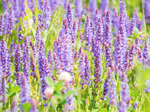 Natural summer background with blooming Woodland Sage  Balkan clary  Salvia nemorosa . Russia.