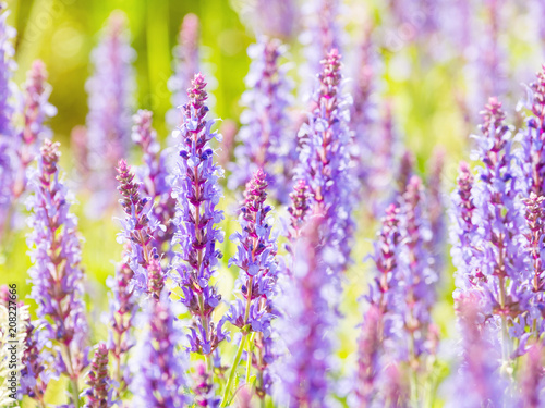 Natural summer background with blooming Woodland Sage  Balkan clary  Salvia nemorosa . Russia.