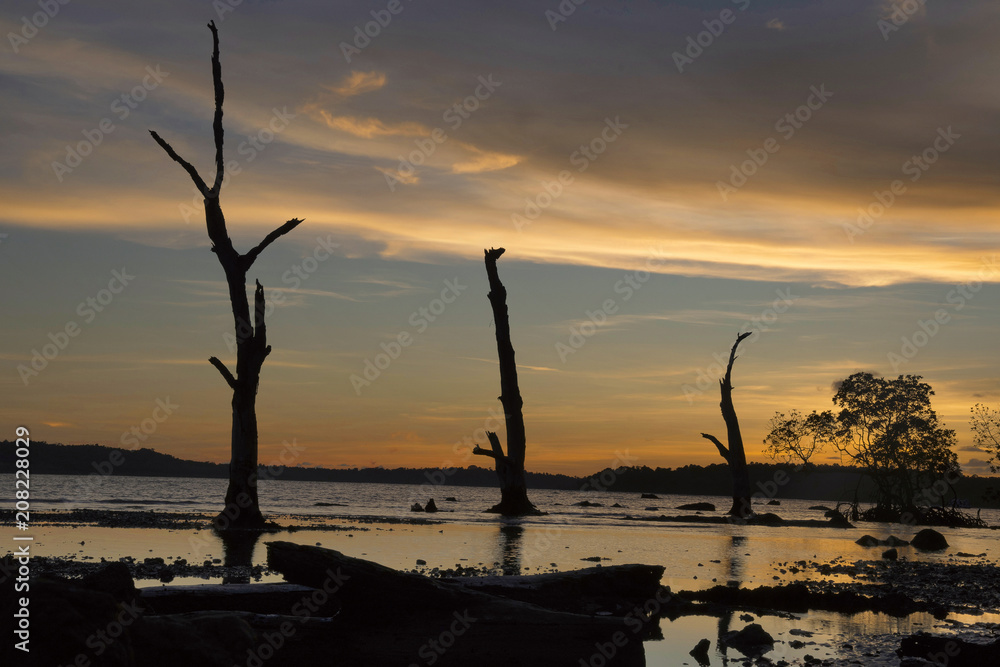 Silhouette of trees and woods against the setting sun on beach, Chidiya Tapu, Andaman