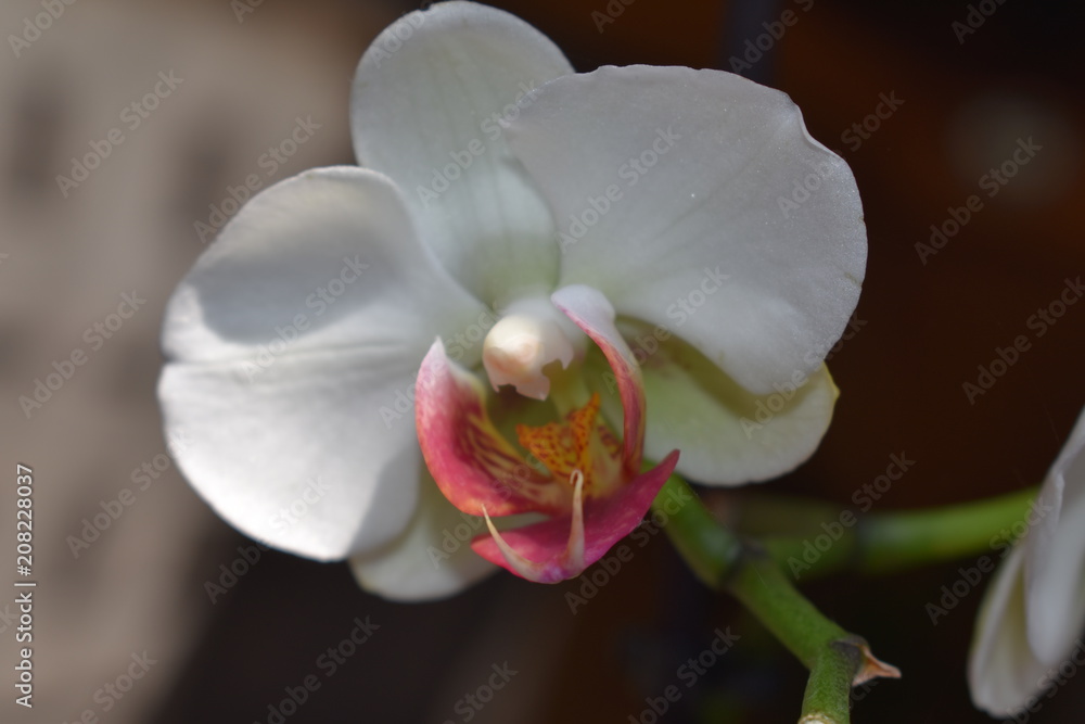 orchidée orchidée