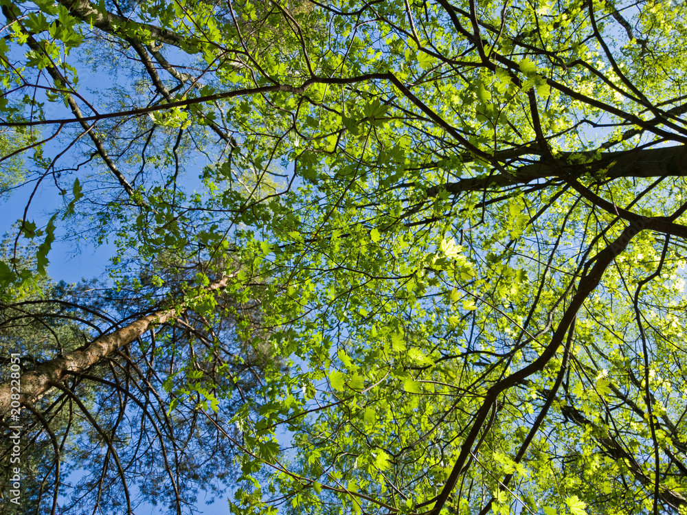 Fototapeta premium Beautiful view from below on the tall trees in the Park. Young bright spring foliage on blue sky background. Fresh air and clean environment