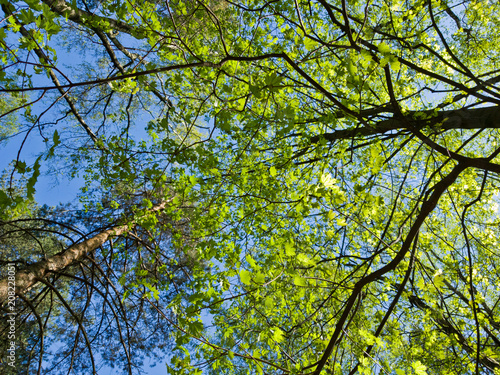 Beautiful view from below on the tall trees in the Park. Young bright spring foliage on blue sky background. Fresh air and clean environment