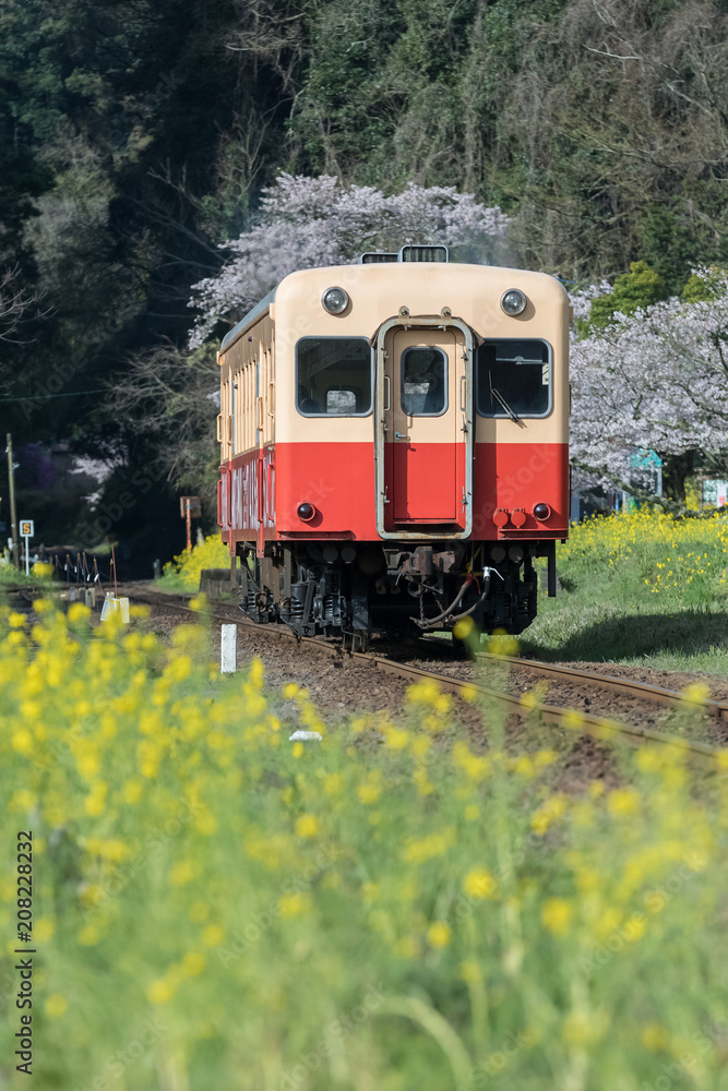 Kominato Tetsudo Train and Sakura cherry blossom in spring season. The Kominato Line is a railway line in Chiba Prefecture, Japan Kominato Tetsudo Train and Sakura cherry blossom in spring season. The Kominato Line is a railway line in Chiba Prefecture, Japan