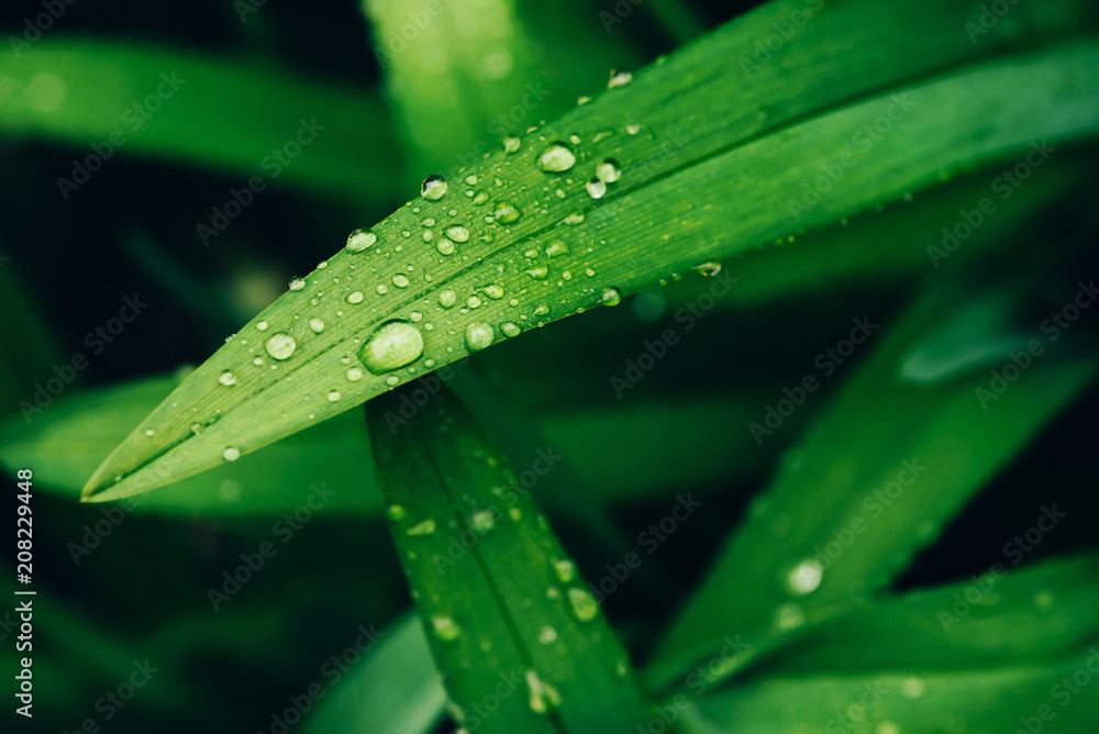 Beautiful vivid shiny green grass with dew drops close-up with copy space. Pure, pleasant, nice greenery with rain drops in sunlight in macro. Background from green textured plants in rain weather. Beautiful vivid shiny green grass with dew drops close-up with copy space. Pure, pleasant, nice greenery with rain drops in sunlight in macro. Background from green textured plants in rain weather.