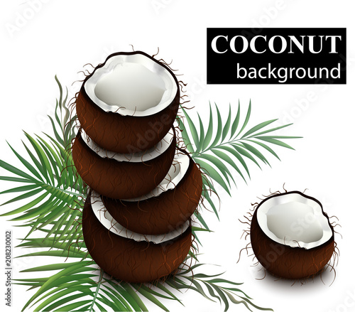 Coconut fruits Vector. Delicious natural fresh coconut illustrations
