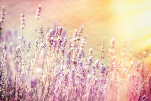 Selective and soft focus on lavender flower, beautiful lavender in flower garden lit by sunlight