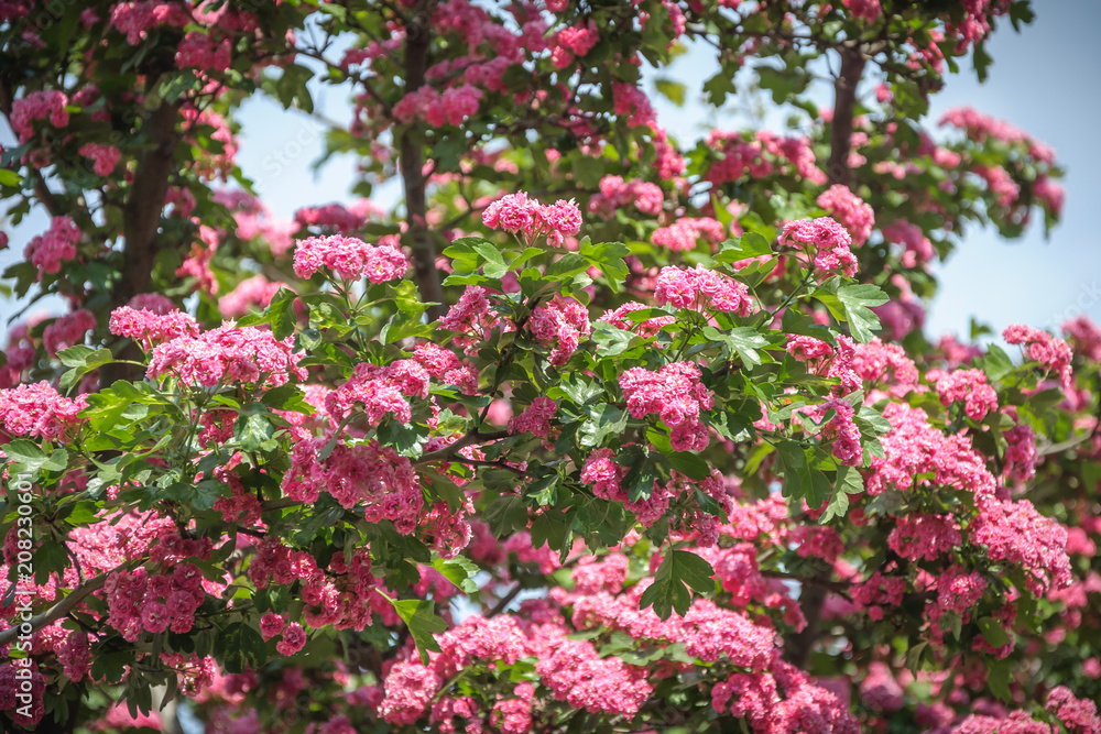 Blooming pink hawthorn