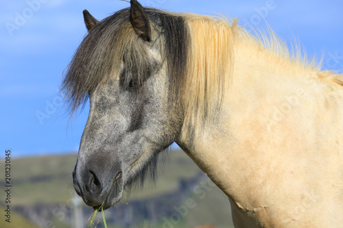 Thoroughbred Icelandic horse is eating green grass