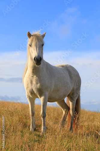 Fototapeta Naklejka Na Ścianę i Meble -  White color thoroughbred Icelandic horse