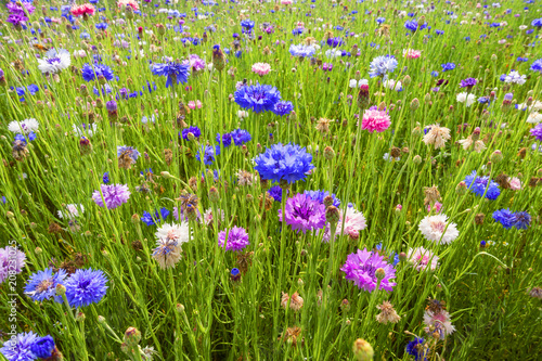 campo di fiori fiordalisi viola bello sfondo photo