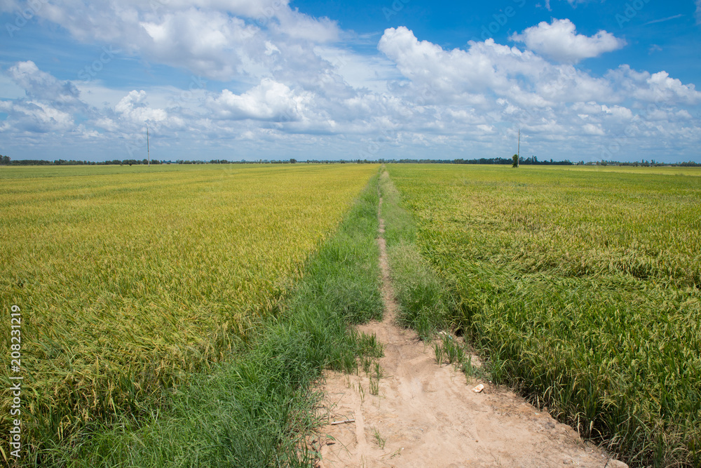 Combine harvester running amids golden rice field