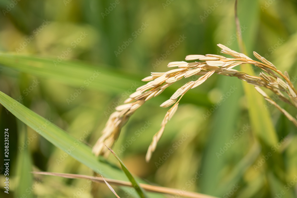 Combine harvester running amids golden rice field Combine harvester running amids golden rice field