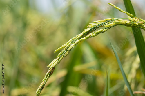 Combine harvester running amids golden rice field