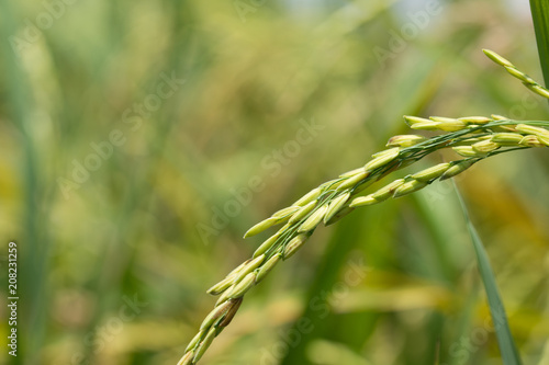 Combine harvester running amids golden rice field
