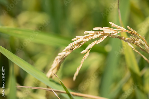 Combine harvester running amids golden rice field