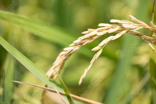 Combine harvester running amids golden rice field
