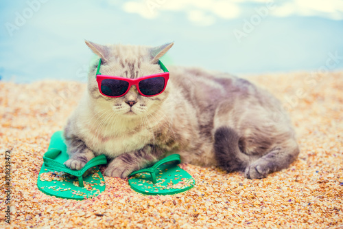 Cat wearing sunglasses lying on the beach on flip flop sandals in summer
