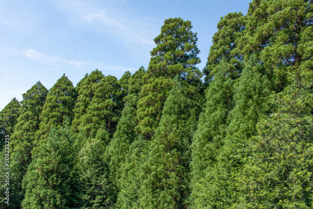 Fototapeta premium 森林浴を浴びながら