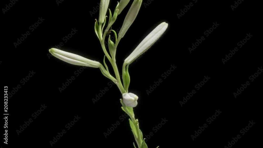 timelapse of blue lily flower blooming on black background
timelapse of blue lily flower blooming on black background